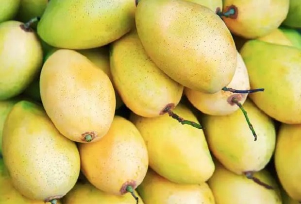 đặc sản đắk nông - xoài đắk gằn