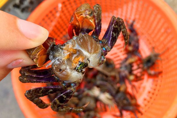 Đặc sản Hà Nam - Mắm cáy Bình Lục