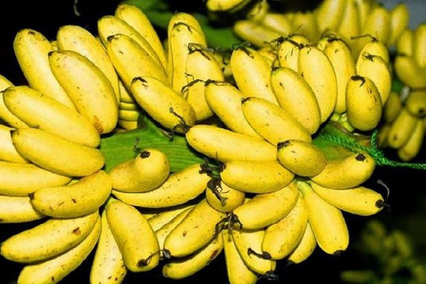 Đặc sản Hà Nam - Chuối ngự Đại Hoàng