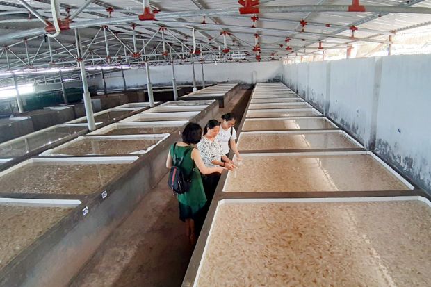 Đảo Thanh L&acirc;n - Xưởng sứa Mai C&ocirc;ng Đ&agrave;m