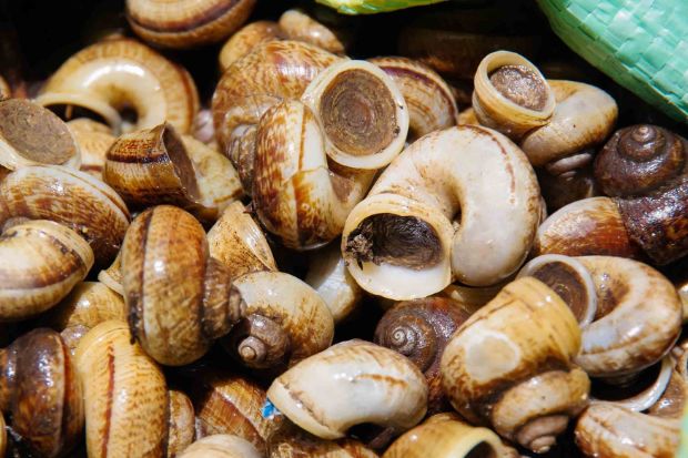 Khu du lịch Núi Cấm - Ốc núi luộc lá chúc