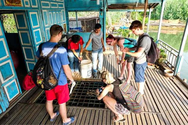 Làng bè Châu Đốc - Quy trình nuôi cá