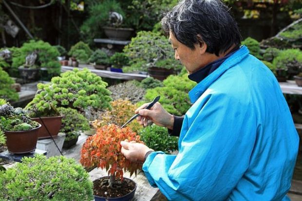 Làng cổ Oshino Hakkai - Vườn bonsai