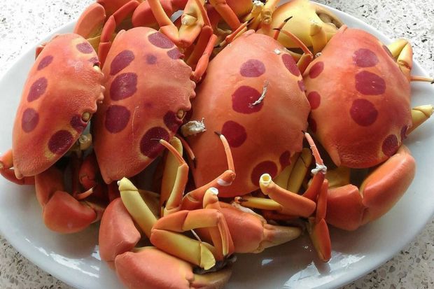 M&oacute;n ngon đảo Ph&uacute; Qu&yacute; - Cua mặt trăng