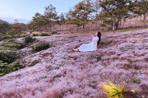 Mùa cỏ hồng Đà Lạt - Đôi nét về cỏ hồng