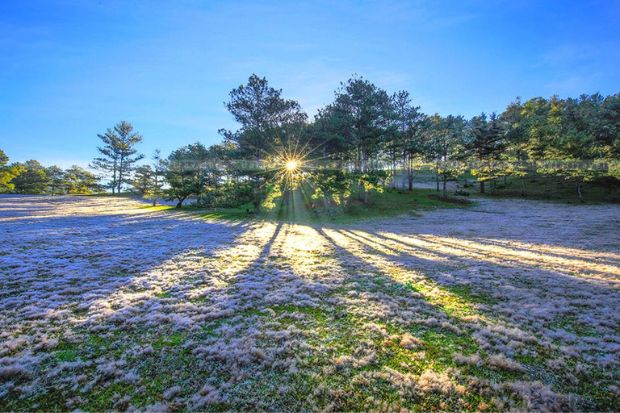 Mùa cỏ hồng Đà Lạt - Thời điểm