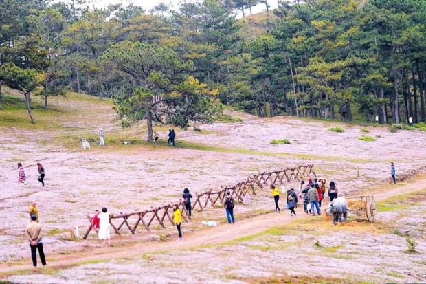 Mùa cỏ hồng Đà Lạt - Vẻ đẹp mùa cỏ hồng
