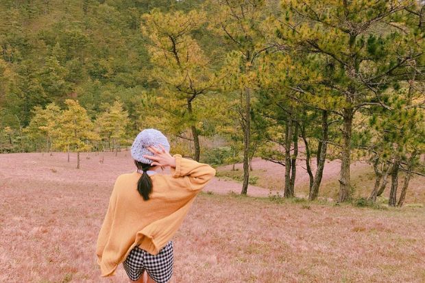 Mùa cỏ hồng Đà Lạt - Thung lũng vàng