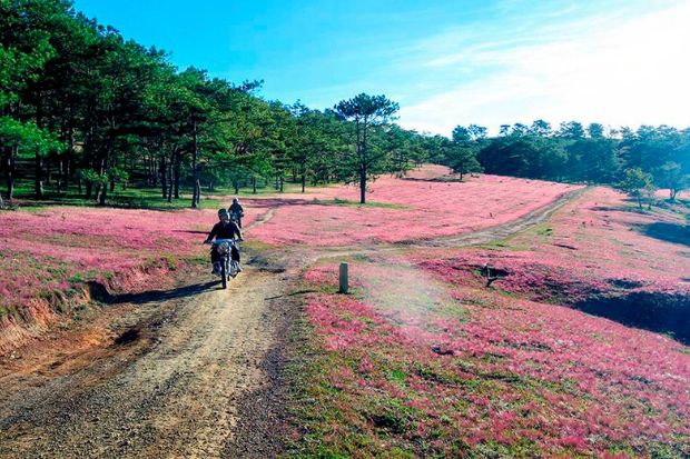 Mùa cỏ hồng Đà Lạt - Lưu ý