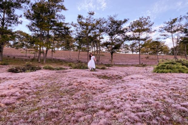 Chiêm ngưỡng mùa cỏ hồng Đà Lạt với vẻ đẹp đầy cuốn hút