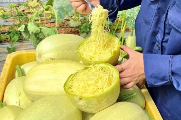 Quả bí sợi mì - Cách bảo quản