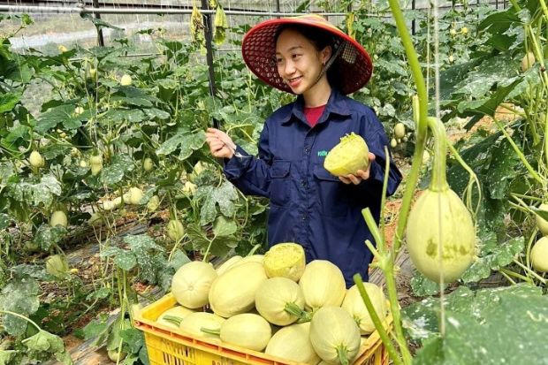 Quả bí sợi mì - Giá thành