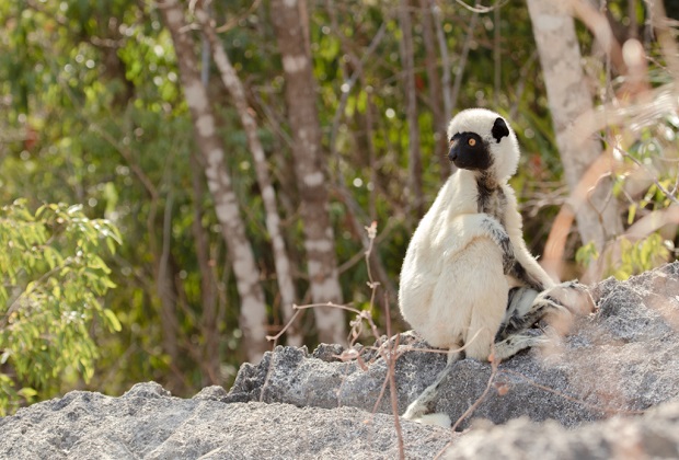 rừng đá tsingy - nơi trú ẩn của các động vật có nguy cơ tuyệt chủng