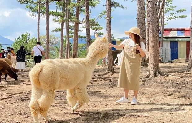tour du lịch Đà Lạt - Zoodoo Đà Lạt