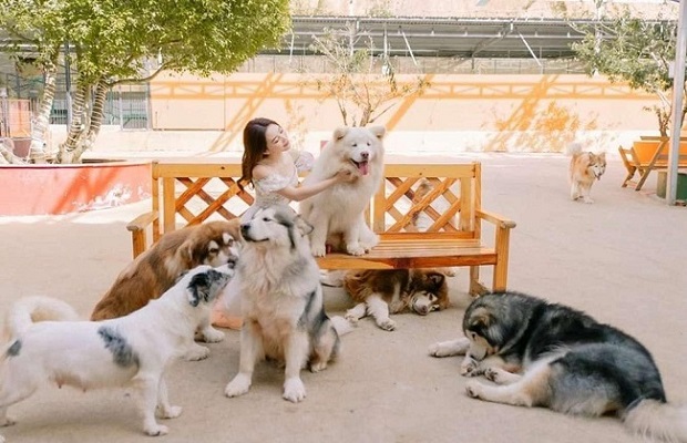 tour du lịch Đà Lạt - Puppy Farm