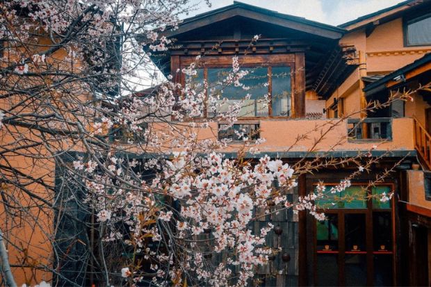 Văn hóa Tây Tạng Dukezong - Hoa anh đào