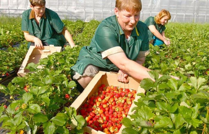 l&agrave;m việc thời vụ Phần Lan