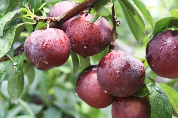 Hà Giang có đặc sản gì - Mận đỏ Hà Giang