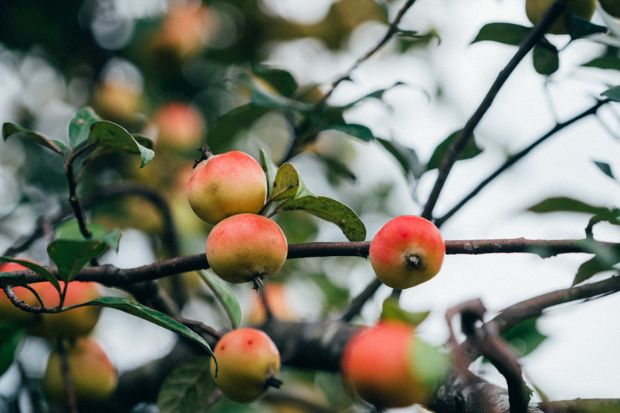 Hà Giang có đặc sản gì - Táo mèo Hà Giang