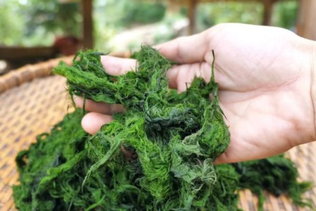 Hà Giang có đặc sản gì - Rêu nướng