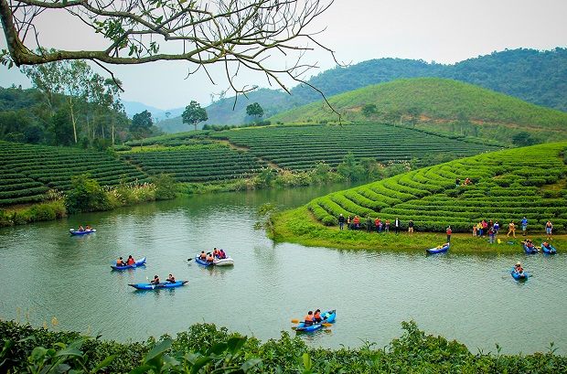 Đảo chè Thanh Chương