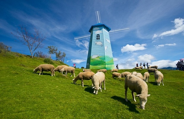 Tour du lịch Đài Loan - Nông trại cừu Cingjing Farm