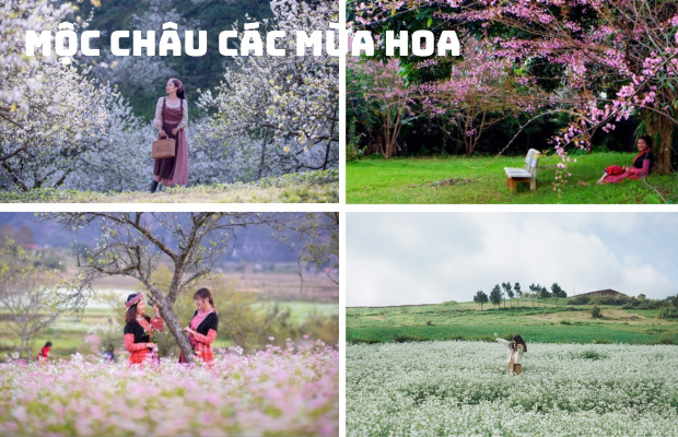 Tour Du Lịch Tây Bắc 2 Ngày 1 Đêm Tết Âm| Hà Nội – Mộc Châu – Cầu Kính Bạch Long