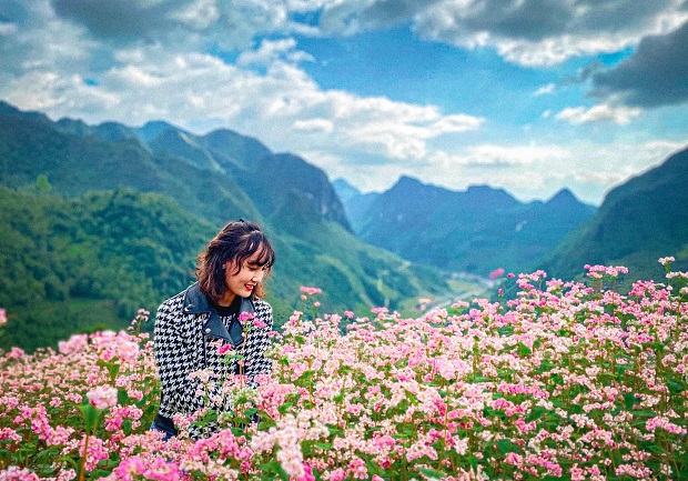 hoa tam giác mạch hà giang