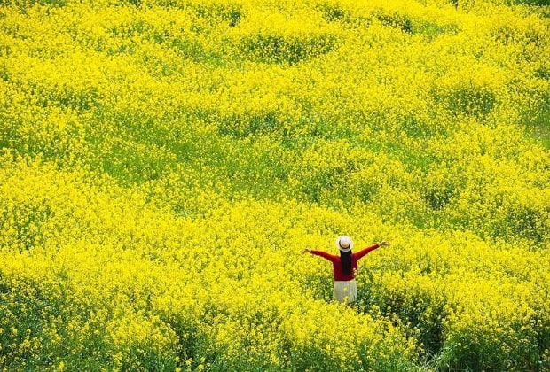du lịch h&agrave;n quốc m&ugrave;a xu&acirc;n - Đảo Cheongsando