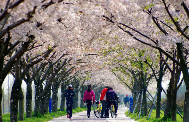 du lịch h&agrave;n quốc m&ugrave;a xu&acirc;n - c&ocirc;ng vi&ecirc;n hoa anh đ&agrave;o
