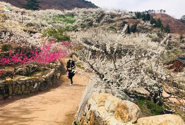 du lịch h&agrave;n quốc m&ugrave;a xu&acirc;n - L&agrave;ng Gwangyang Maehwa 