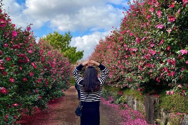 Du lịch Hàn Quốc tháng 12 - Đồi hoa trà – Camellia