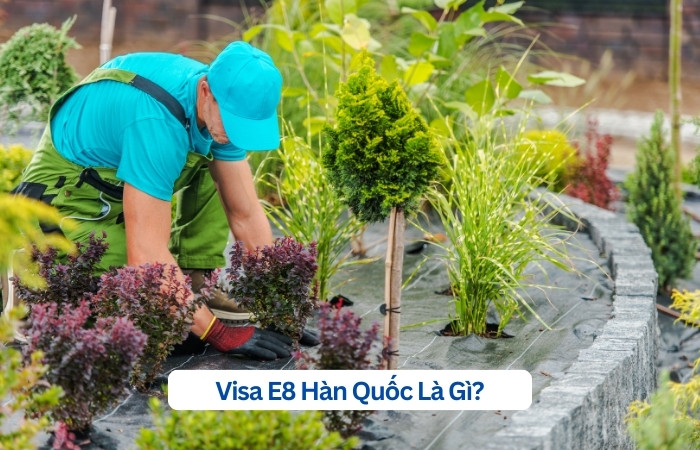 Visa E8 H&agrave;n Quốc l&agrave; g&igrave;