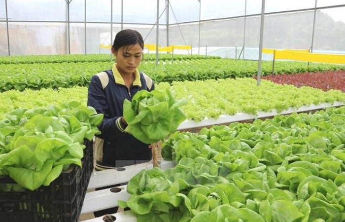 lợi &iacute;ch c&oacute; visa e8 H&agrave;n Quốc