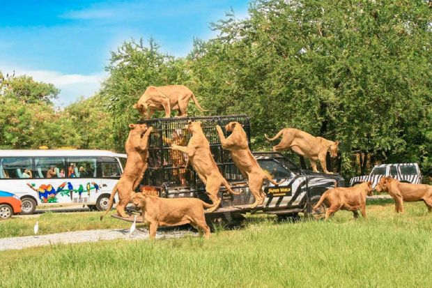 Địa điểm du lịch Bangkok - Safari World