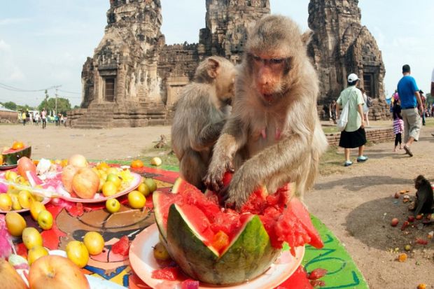 Điều kỳ lạ chỉ có ở Thái Lan - Trường cao đẳng dành cho khỉ