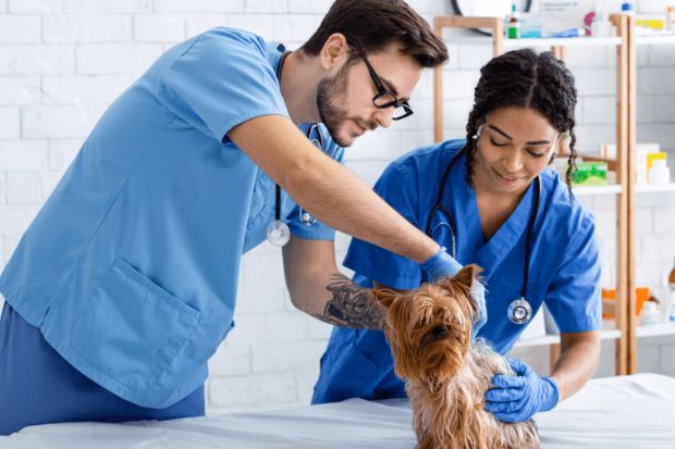 Cơ hội nghề nghiệp sau khi tốt nghiệp ng&agrave;nh Th&uacute; y tại Mỹ