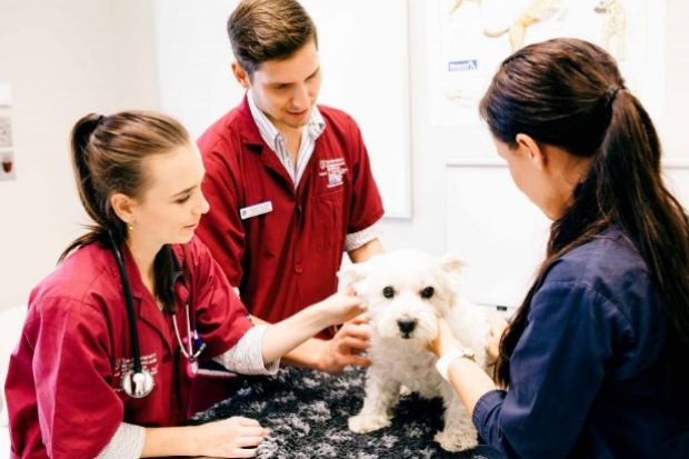 Chinh phục ước mơ với du học Mỹ ngành Thú y