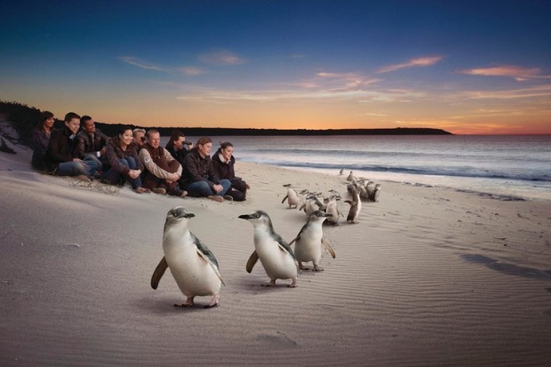 tham quan đảo Phillip Úc