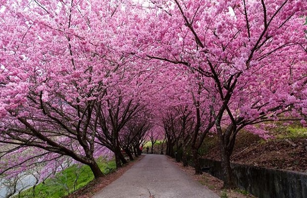 công viên yangmingshan đài loan - vườn hoa anh đào