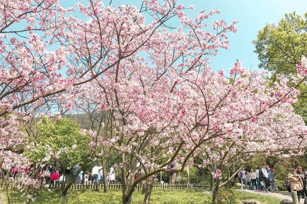 Du lịch Đài Loan mùa xuân - Lý do du lịch