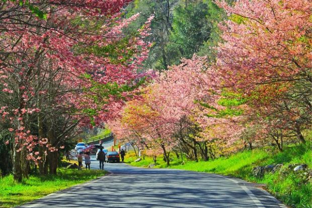 Du lịch Đài Loan mùa xuân - Công viên Dương Minh Sơn