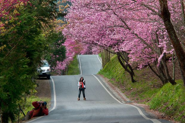 Du lịch Đài Loan mùa xuân - Nông trường Wuling