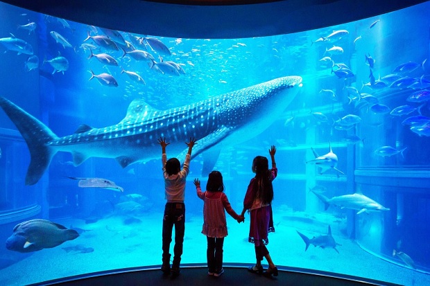 Địa điểm check in Osaka - Thủy cung&nbsp;Osaka&nbsp;Kaiyukan