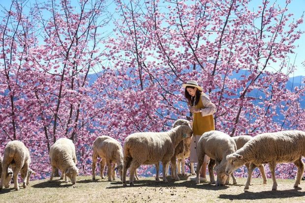Kinh nghiệm du lịch Cingjing Farm - Cingjing Farm m&ugrave;a xu&acirc;n