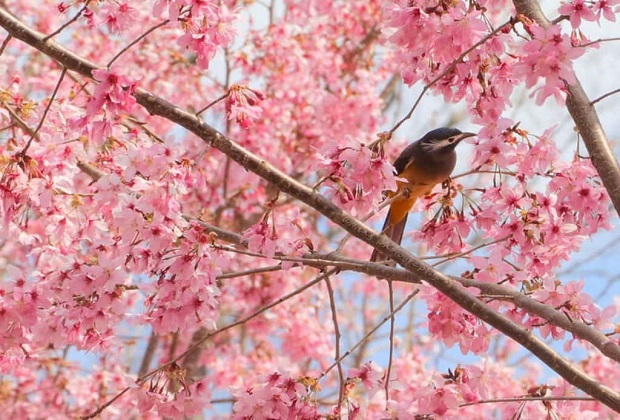 lịch ngắm hoa anh đào đài loan - Bảo Tàng Taipei City Gold