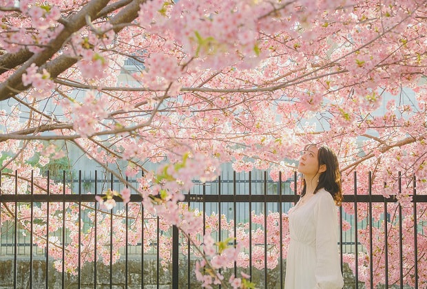 lịch ngắm hoa anh đào đài loan - Công viên Lohas 