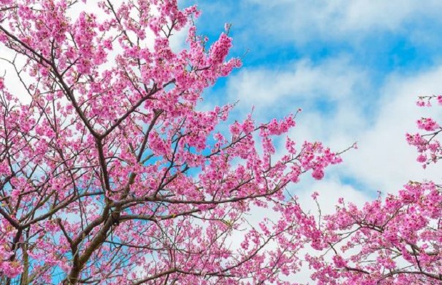 lịch ngắm hoa anh đào đài loan - Vườn Treemore 