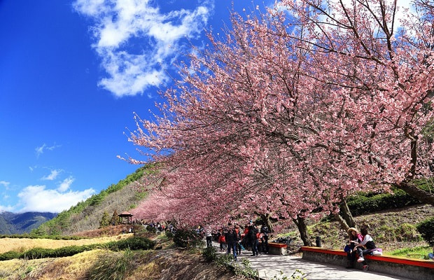 lịch ngắm hoa anh đào đài loan - nông trường vũ lăng