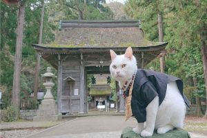 Khám phá bí ẩn ngôi đền Nyan Nyan Ji – Du lịch cùng “thiên đường mèo”
